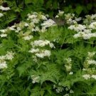 100 anise seeds, pimpinella anisum, herb organic, heirloom