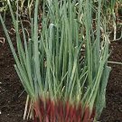 seeds chives welsh onion red 1,000