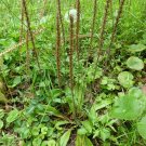 200 seeds southern plantain (plantago virginica) ✤