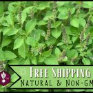 seeds 2,700 holy basil [green leaf] | heirloom gardening herb seed packet