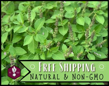 seeds 2,700 holy basil [green leaf] | heirloom gardening herb seed packet