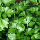 seeds parsley - italian flat leaf plain heirloom qty:
