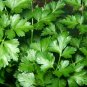 seeds parsley - italian flat leaf plain heirloom qty: