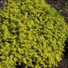 200 seeds golden carpet sedum acre gold moss stonecrop flower