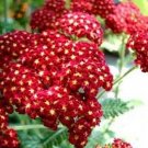 seeds 100 red velvet yarrow (achillea millefolium) ruby organic herb