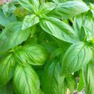 sweet basil seeds, heirloom herb garden pest-resistant tomato companion
