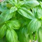 sweet basil seeds, heirloom herb garden pest-resistant tomato companion
