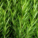 100 seeds rosemary rosmarinus officinalis herb flower