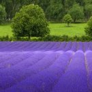 500 seeds lavender vera lavandula augustifolia herb flower