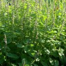 seeds 2024 100 new holy basil - organic kapoor tulsi bubblegum scent herbal