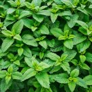 seeds 500 organic spearmint herb mentha spicata mint tea , non-gmo for