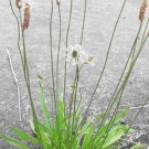 300 plaintain (plantago lanceolata) english plantain, medicinal herb, organic