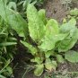1500 seeds large leaf sorrel that is 1.8 grams of non-gmo, heirloom