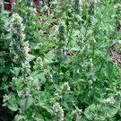seeds 200 catnip fresh herb (nepeta cataria) catswort, organic non gmo catmint