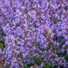 50 seeds persian catmint mussins nepeta racemosa flower