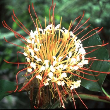 seeds hedychium ellipticum butterfly ginger unusual