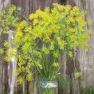 seeds bouquet dill (200) / organic florida grown culinary herb