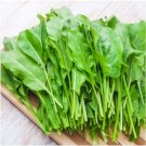 seeds 2000large leaf sorrel organic summer winter garden patio container easy