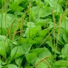seeds common plantain 500 clean