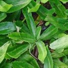 seeds 500 culantro ngo gai | recao mexican coriander non-gmo