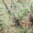 500 seeds artemisia californica (california sagebrush) |