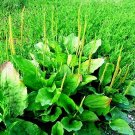 500 wide leaf plantain seeds, plantago major