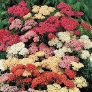 500 seeds mixed summer yarrow achillea millefolium red pink white  herb flower