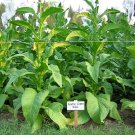 1000 seeds goose creek red tobacco ~ heirloom dark virginian