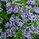 20 seeds blue surprise woodruff asperula orientalis azura herb flower *comb s/h