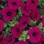 20 seeds ~ wave classic purple * trailing petunia pelleted