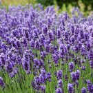 seeds 5000 lavender for planting - non-gmo heirloom carpet perennial f...