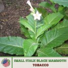 1000 small stalk black mammoth tobacco seeds, heirloom, non-gmo, genuine