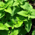 1000 seeds catnip, catmint (nepeta cataria) ,