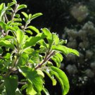 200 seeds mozzarella basil sweet italian heirloom ocimum basilicum herb flower