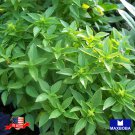 seeds 500 basil spicy globe heirloom non-gmo bogo 50% off