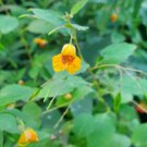 seeds impatiens capensis 1/4 tsp. organically grown wild sustainable healing