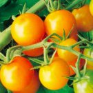 15 organic sungold cherry tomato seeds,