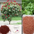150 achiote & cilantrillo seeds, puerto rico, annatto, cilantro coriander
