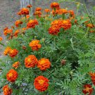 seeds 300 marigold, french "sparky mix" 14'' fresh harvest for gardens