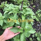 seeds 1000 big leaf thai basil hung que la to horapha purple stem asian sweet