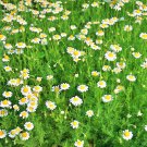 chamomile, roman