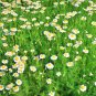 chamomile, roman
