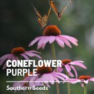 seeds coneflower, purple (echinacea purpurea) • medicinal herb 100