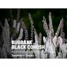 25 black cohosh (bugbane) - seeds, heirloom medicinal herb (cimicifuga ramosa)