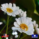 500 seeds feverfew herb tanacetum parthenium non-gmo garden bogo 50% off