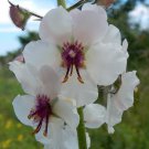 seeds 200 moth mullein wild flower biennial