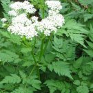 50 seeds sweet cicely