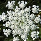 seeds anise | white vegetable herb plant garden licorice fennel cumin seed