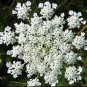 seeds anise | white vegetable herb plant garden licorice fennel cumin seed