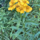 50 seeds fresh mexican tarragon texas mint marigold- included